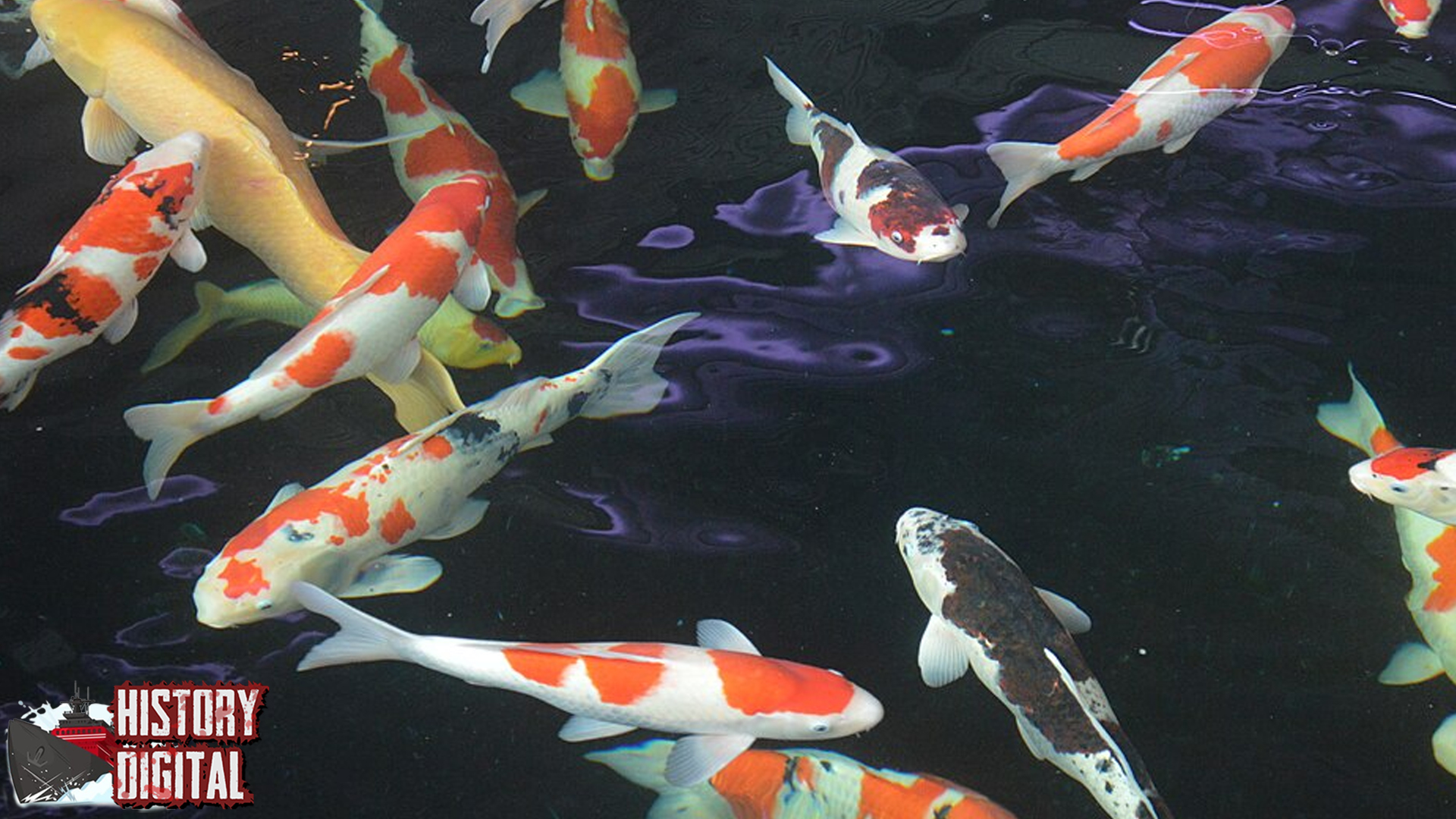Keindahan 7 Warna Ikan Koi yang Bikin Terpesona