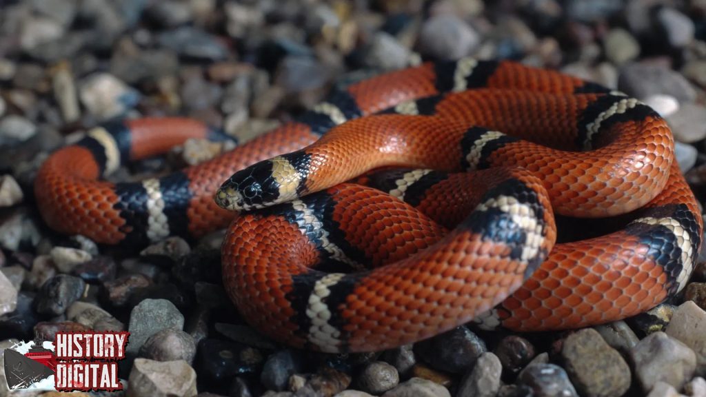Lampropeltis 6 Rahasia Ular Pemburu yang Cerdas