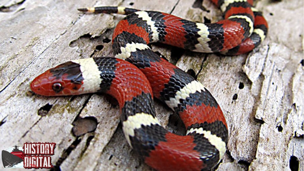 Lampropeltis 6 Rahasia Ular Pemburu yang Cerdas 11 Lampropeltis 6 Rahasia Ular Pemburu yang Cerdas