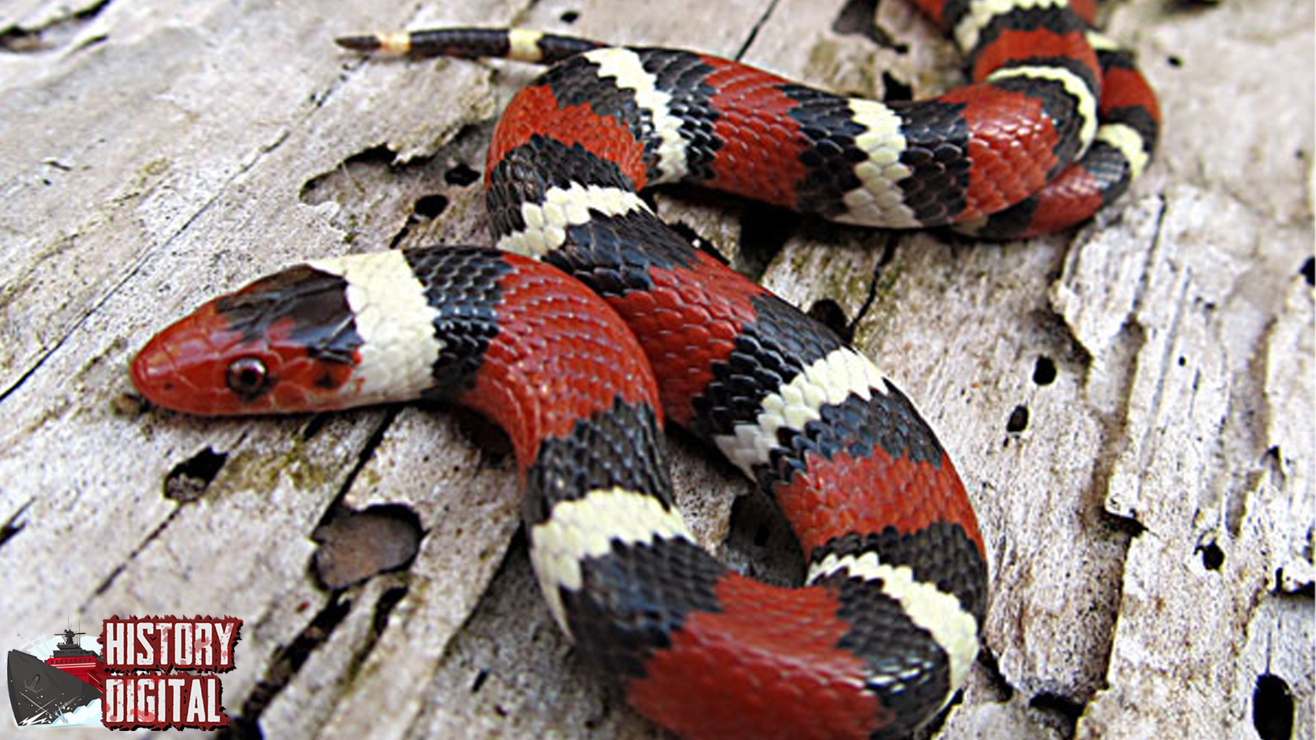 Lampropeltis 6 Rahasia Ular Pemburu yang Cerdas