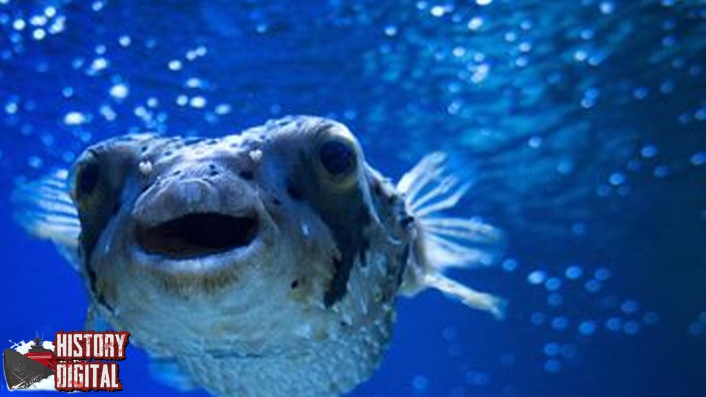 Ikan Buntal 1 Si Pemalu dengan Senjata Mematikan 4 Ikan Buntal 1 Si Pemalu dengan Senjata Mematikan