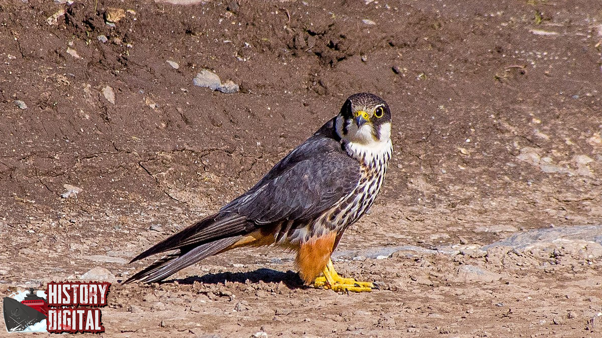 Alap Alap 12 Burung Pemburu Elegan dan Memikat
