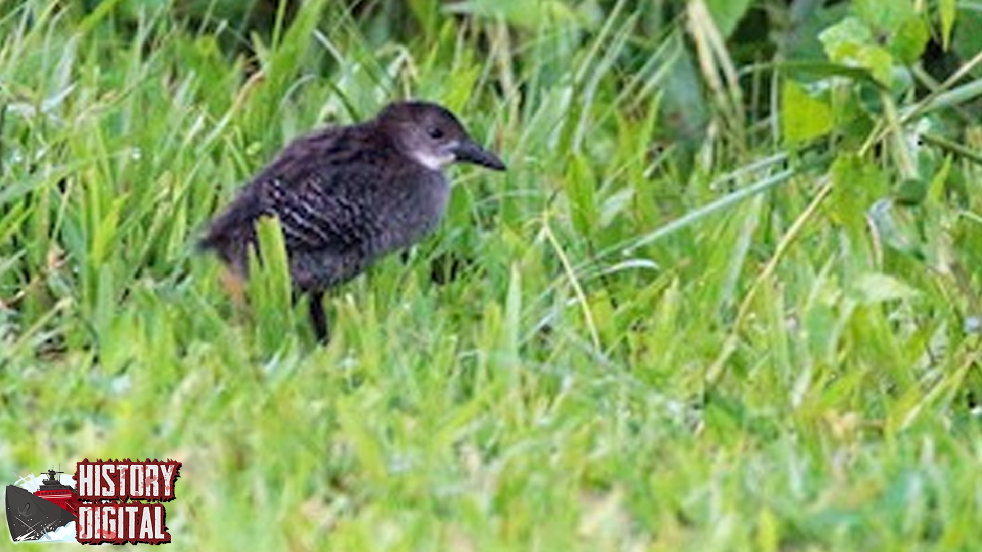 Burung Sintar Hiasan Langit2 dengan Warna Cerah