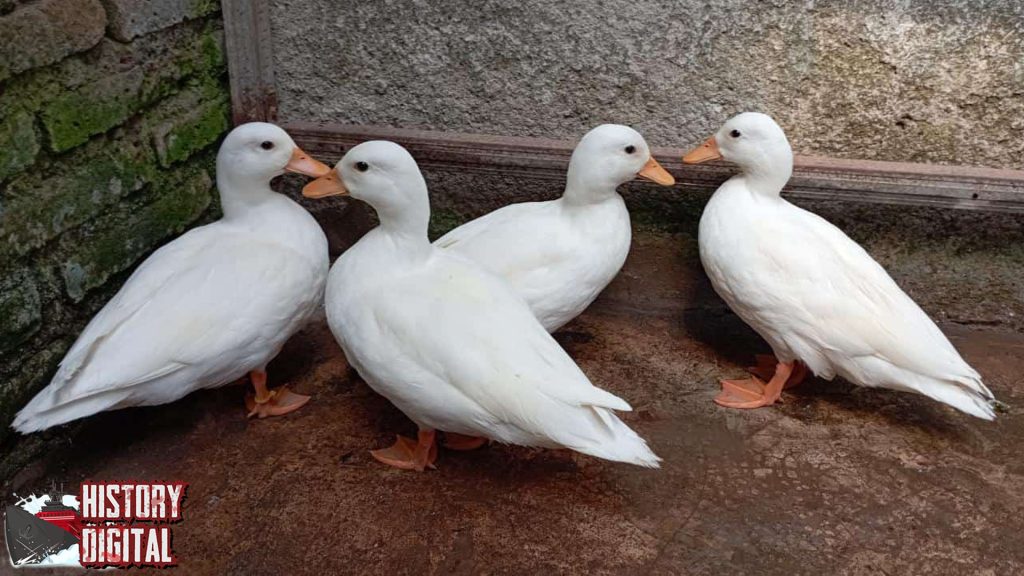 Bebek Call Duck 1 Ekor Baru Premium Harganya Capai 5 Juta!