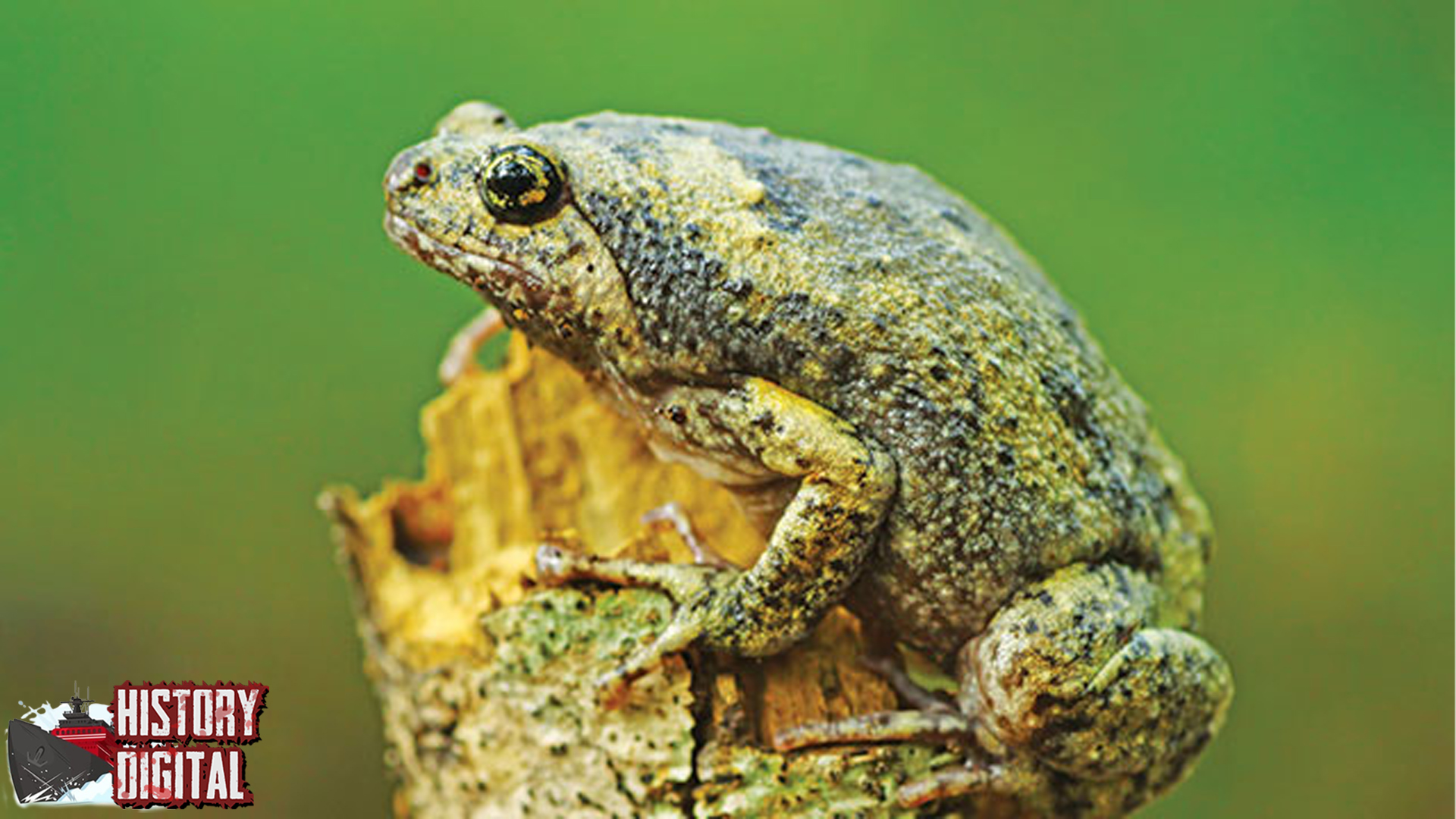 Mengenal Katak Kaloula Lewat 11 Tantangan Menarik