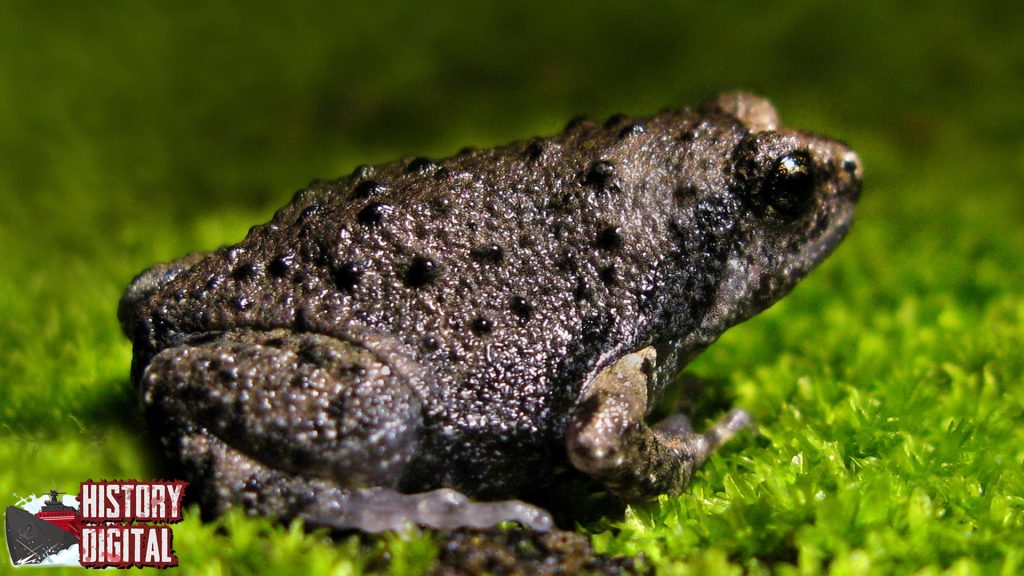 Mengenal Katak Kaloula Lewat 11 Tantangan Menarik