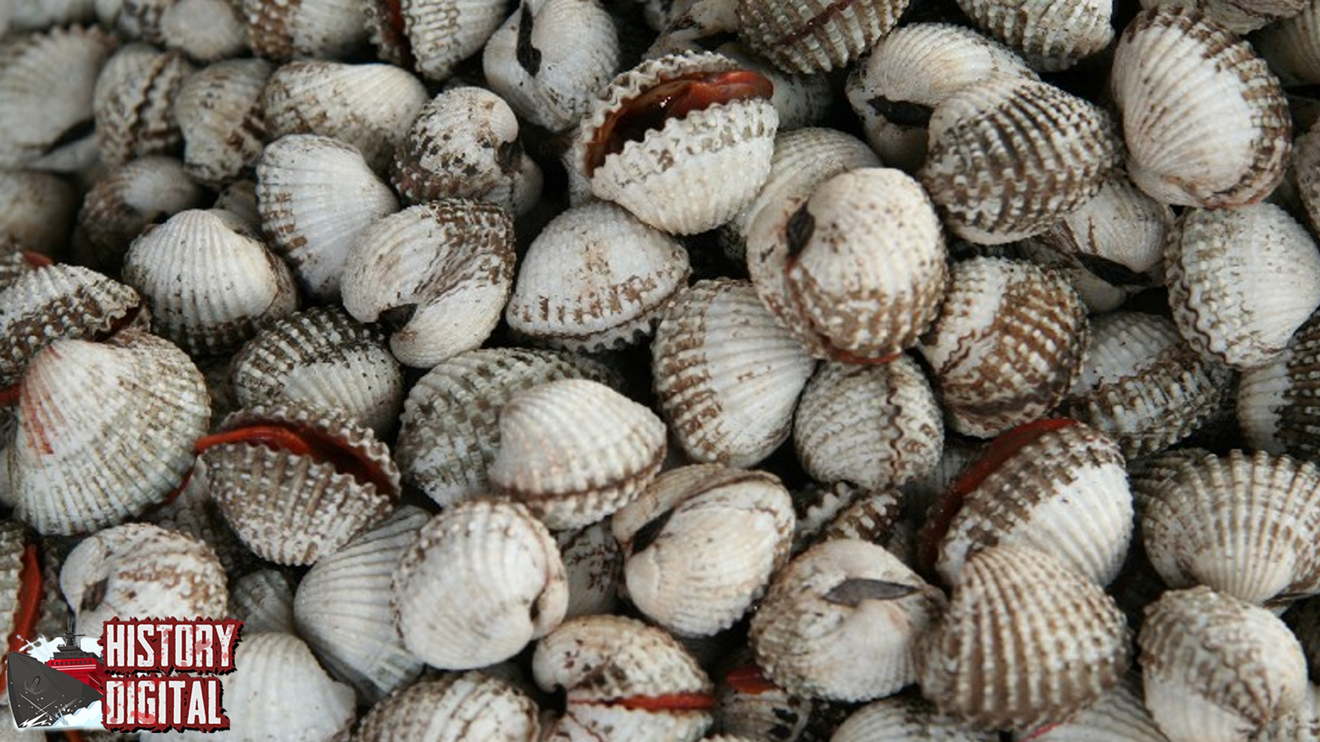 Kerang Keindahan 25 dan Rahasia Si Cangkang