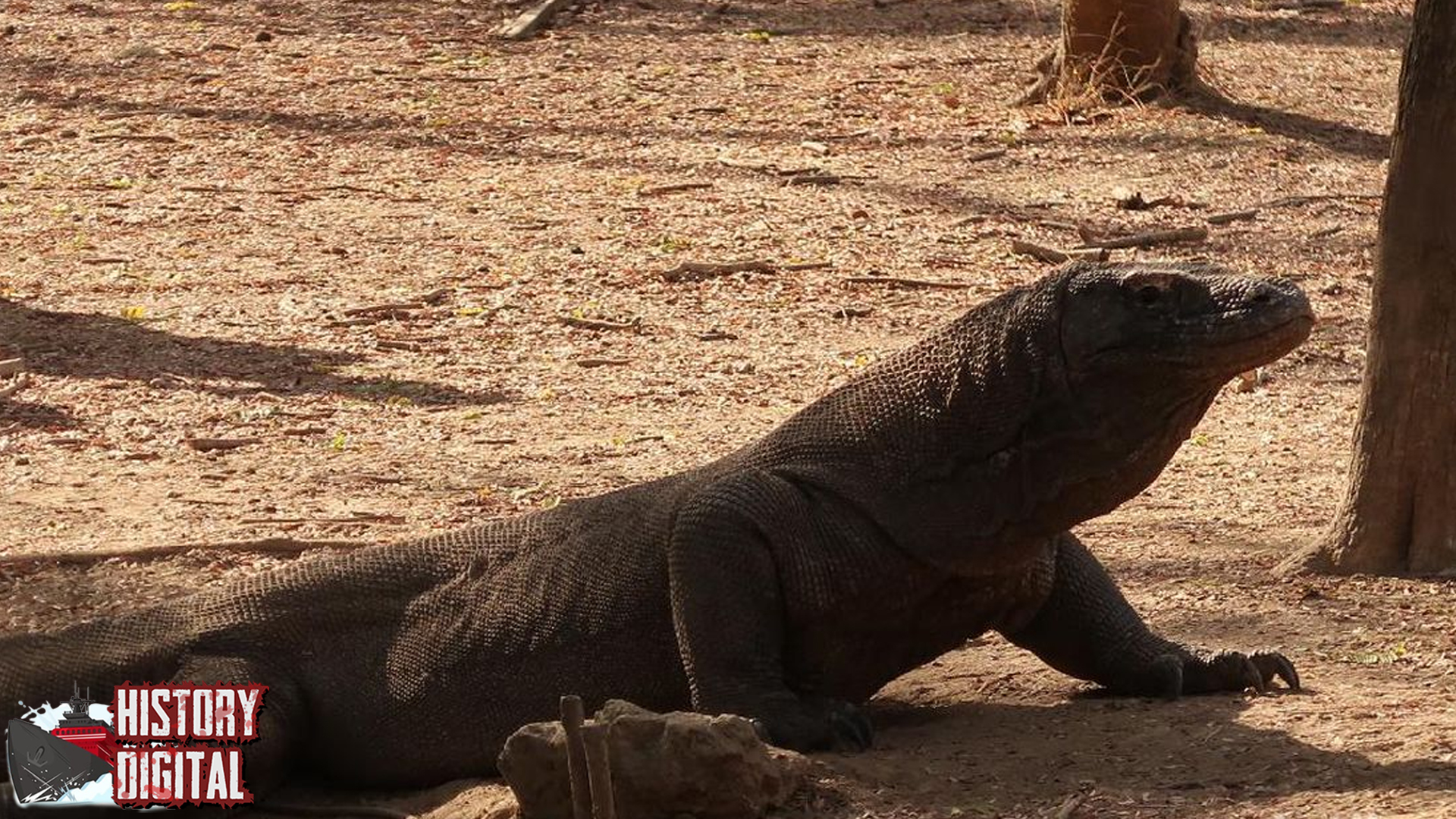 Komodo 1 Raja Reptil Cantik dari Pulau Indonesia