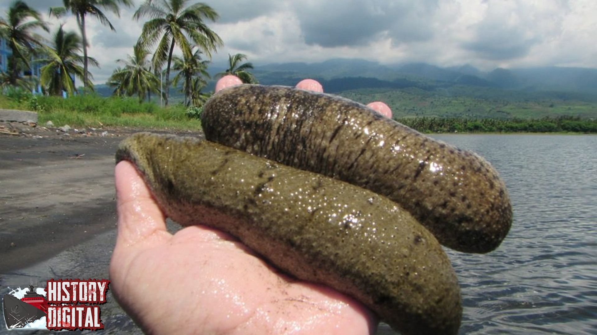 Keunikan Teripang 10 Hewan Laut yang Menarik Perhatian