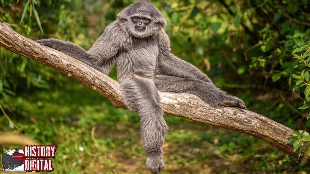 Mengenal 25 Owa Jawa Harta Karun Hutan Indonesia