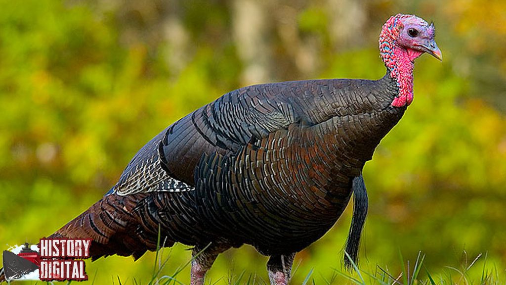 Ayam Kalkun Pernah Jadi Simbol Misteri Perang di Abad ke-17