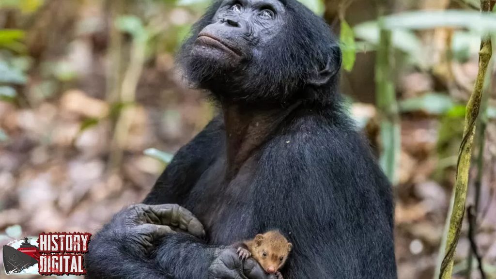 Simpanse 6 Hal Gokil baru Bakal Bikin Kamu Geleng Kepala 19 Simpanse 6 Hal Gokil baru Bakal Bikin Kamu Geleng Kepala