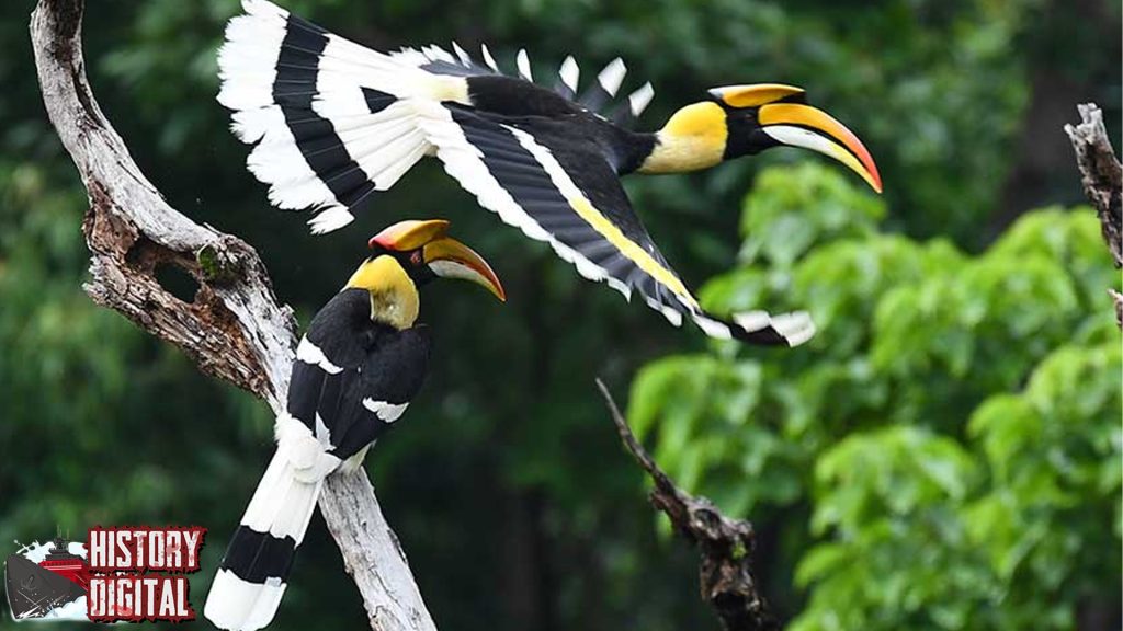 Burung Hornbill 4 Keunikan yang Bikin Berdecak Cantik