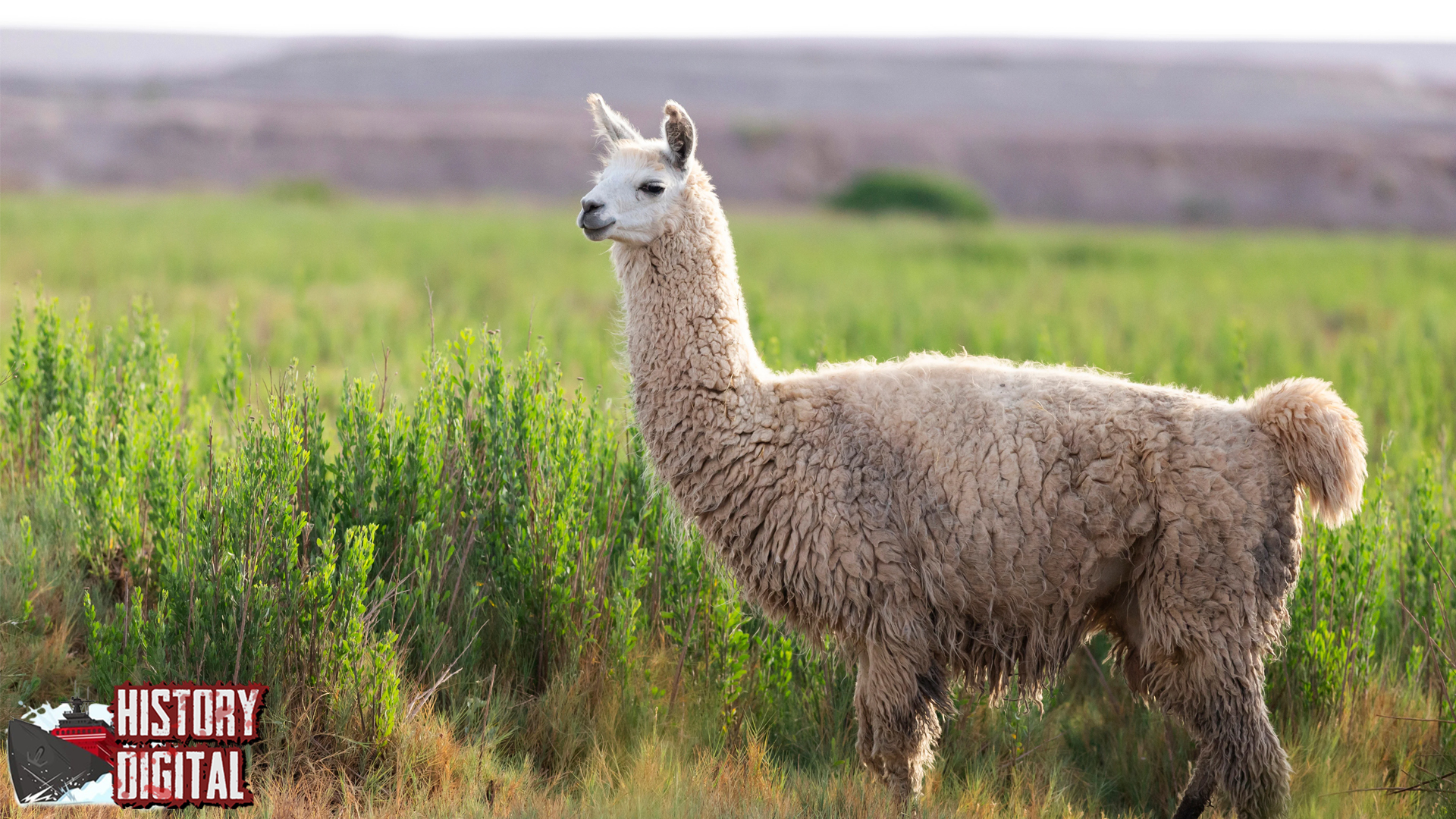 Llama Hewan Eksotis dengan 12 Cerdas
