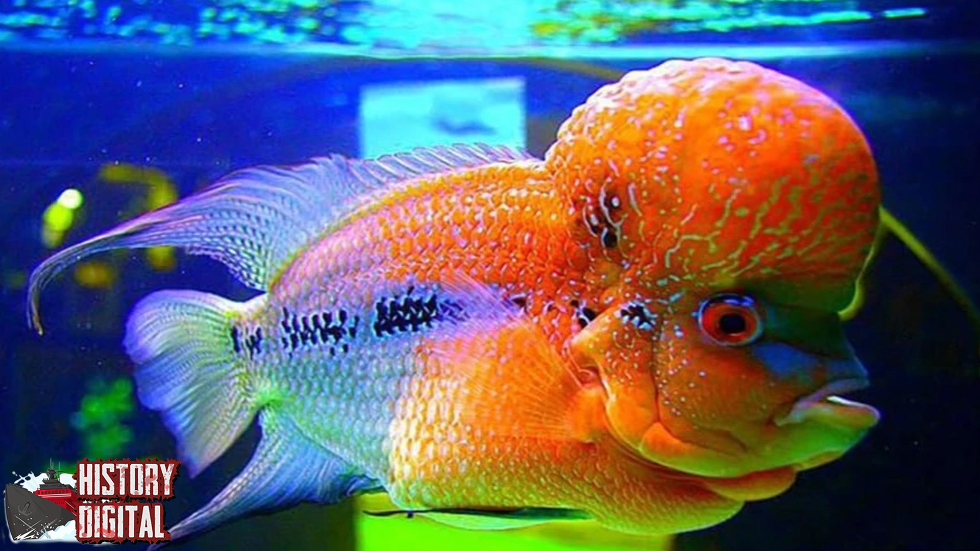 Ikan Louhan Keindahan 3 Warna yang Menawan