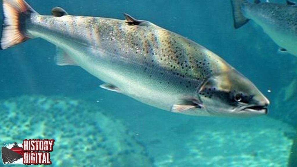 Salmon Keindahan dan 100 Nutrisi dalam Satu Ikan