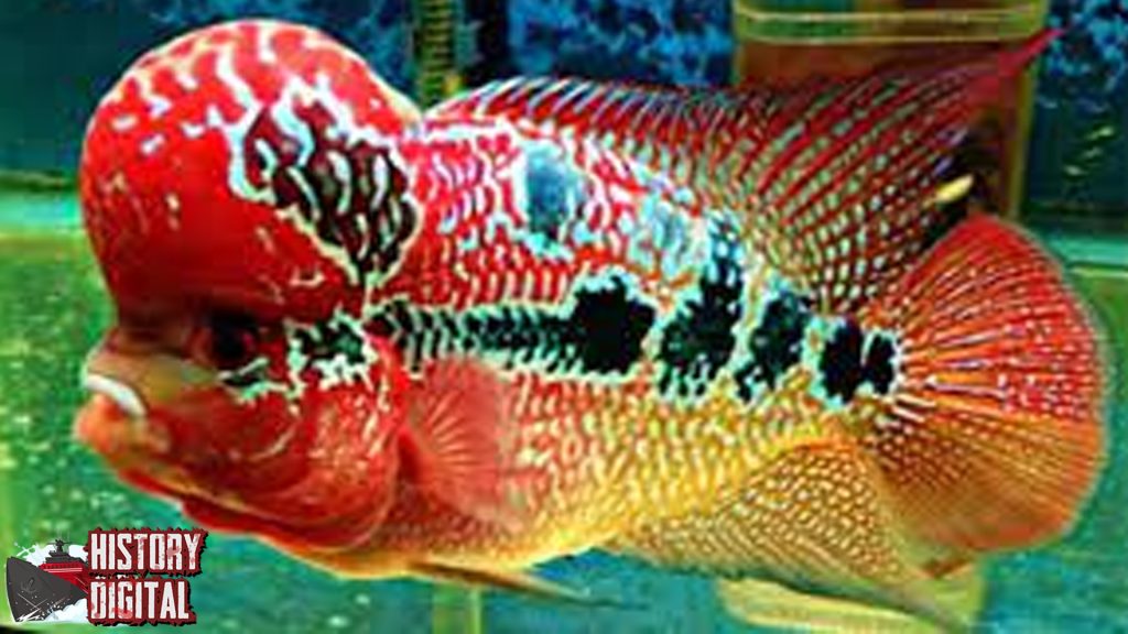 Ikan Louhan Keindahan 3 Warna yang Menawan 4 SFBFDN52