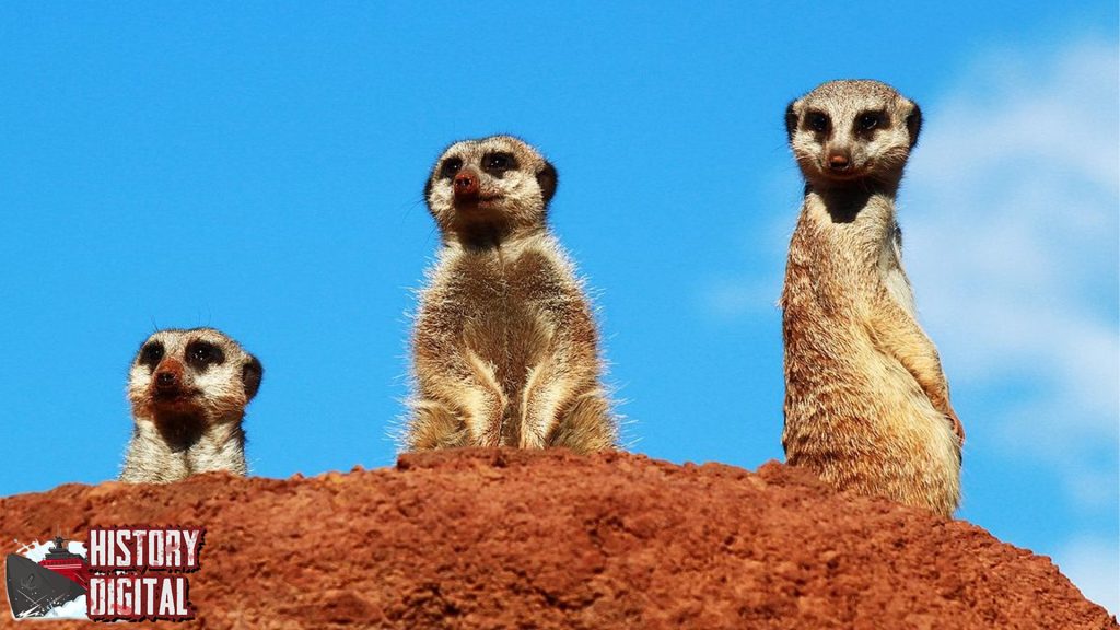 Meerkat Hewan Koloni dengan 5 Karakter Menarik