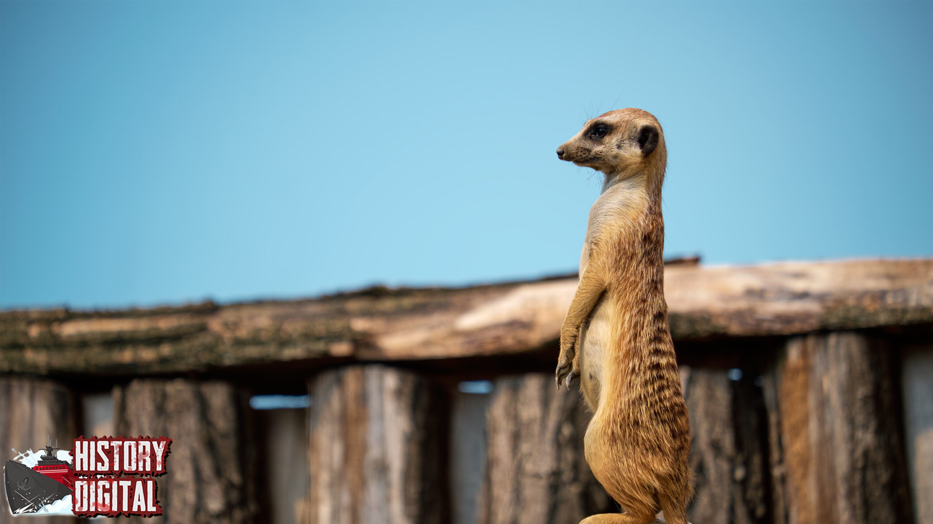 Meerkat Hewan Koloni dengan 5 Karakter Menarik