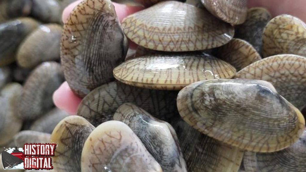 Kerang Batik Hewan Laut 15 Berpola Menawan 4 Kerang Batik Hewan Laut 15 Berpola Menawan