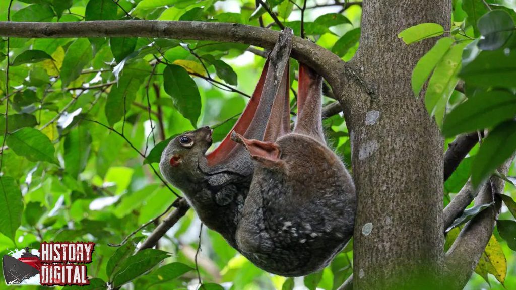 Hewan Kubung yang Membuat 4 Ilmuwan Terkagum