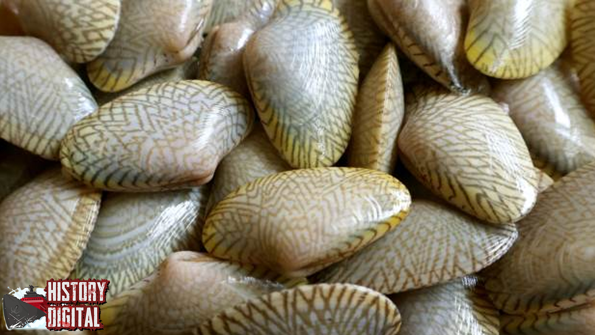 Kerang Batik Hewan Laut 15 Berpola Menawan
