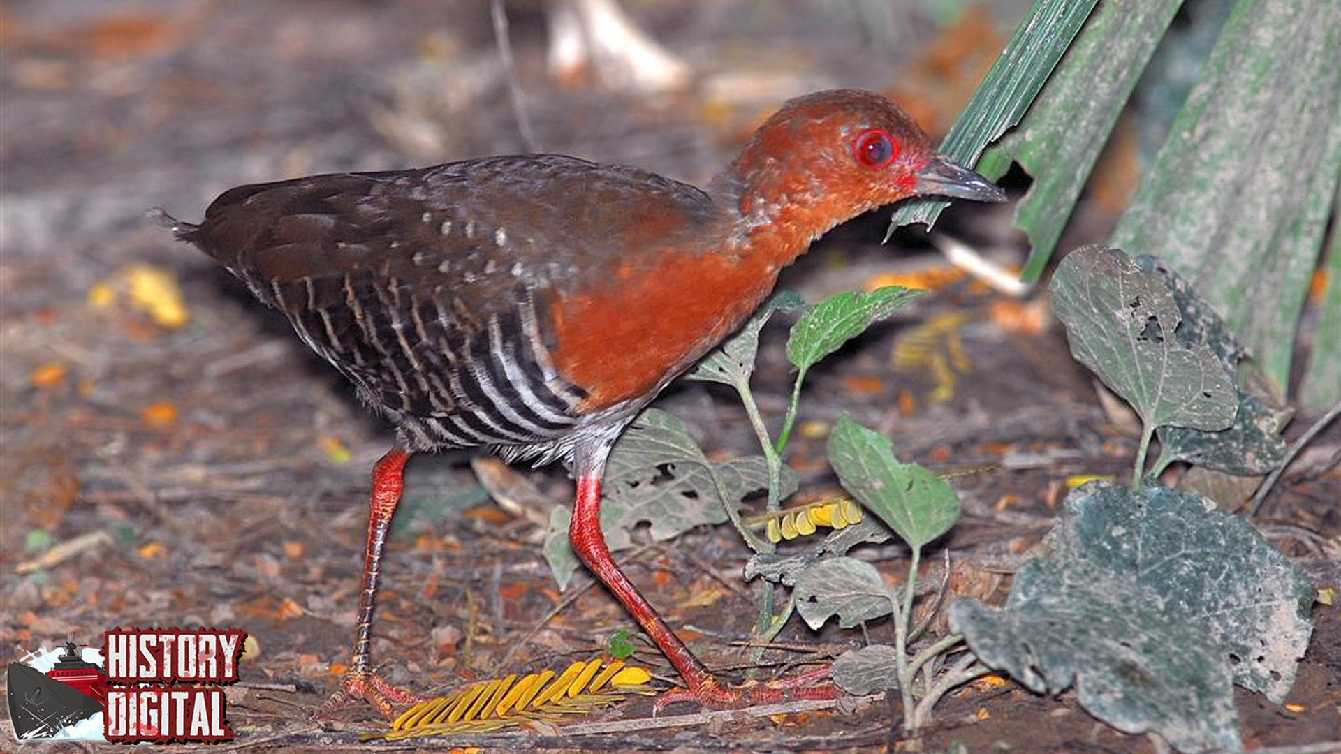 Burung Sintar Pesona 3 Sayap yang Menawan