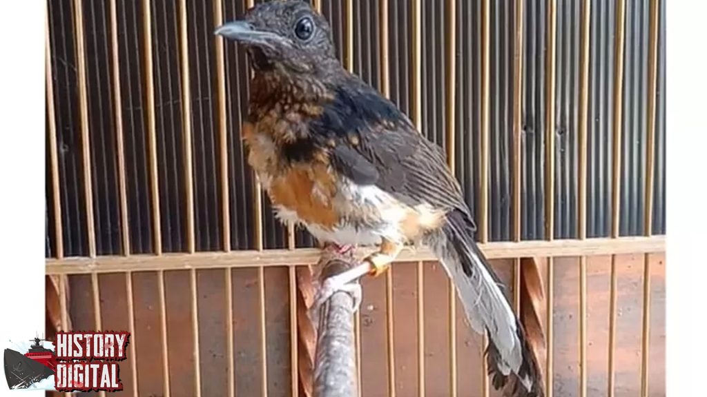 Burung Trotolan Peran Penting dalam 1 Ekosistem 4 Burung Trotolan Peran Penting dalam 1 Ekosistem