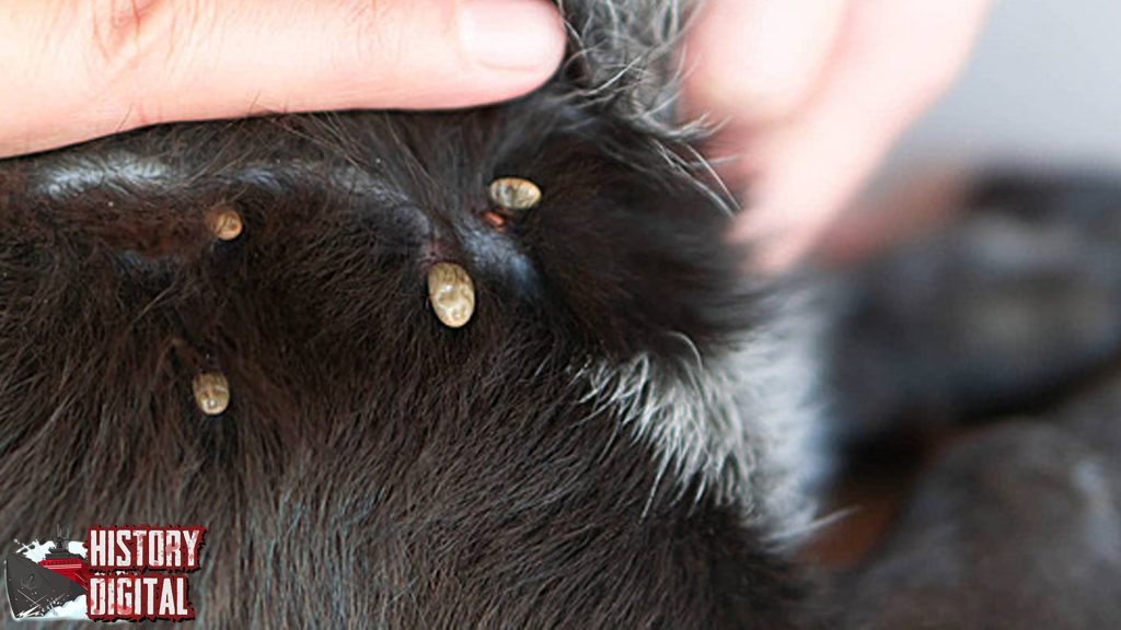 Kutu Anjing 25 Musuh Kecil Unik Menyebalkan