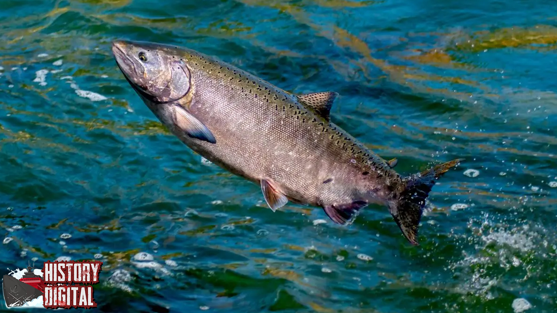 Salmon Keindahan dan 100 Nutrisi dalam Satu Ikan