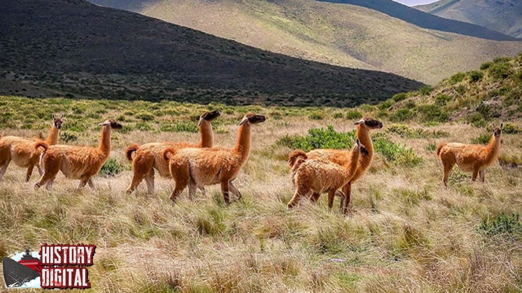 Llama Hewan Eksotis dengan 12 Cerdas 4 Llama Hewan Eksotis dengan 12 Cerdas