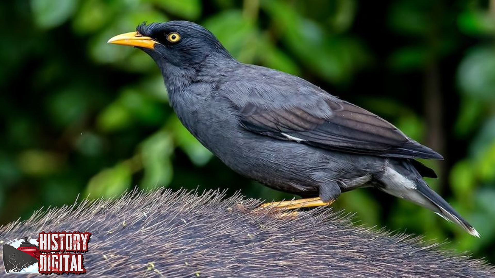 Burung Kebo Suara2 Terbang dalam Kehidupan!