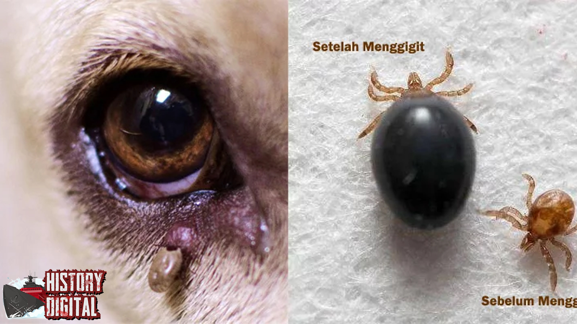 Kutu Anjing 25 Musuh Kecil Unik Menyebalkan