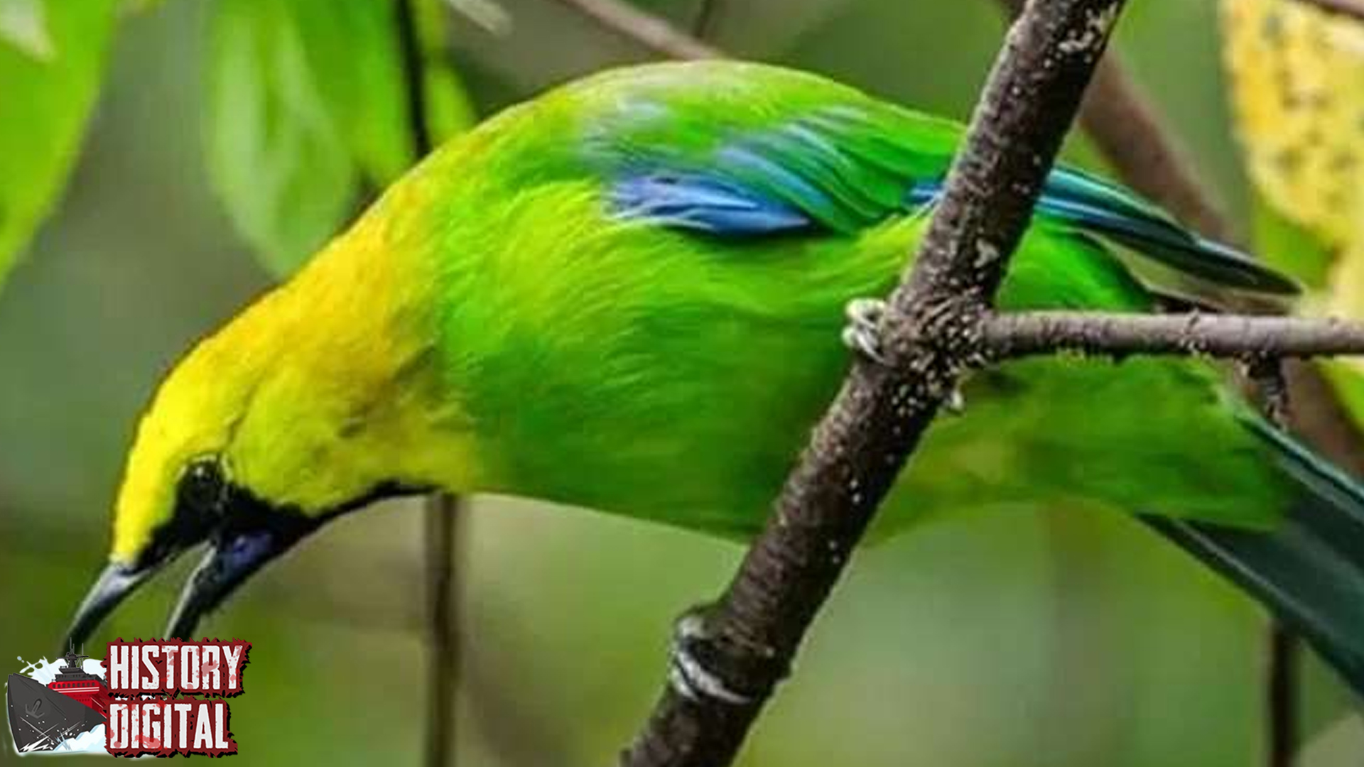 Jalak Hijau Burung Eksotis 4 Ciri Khas Memikat