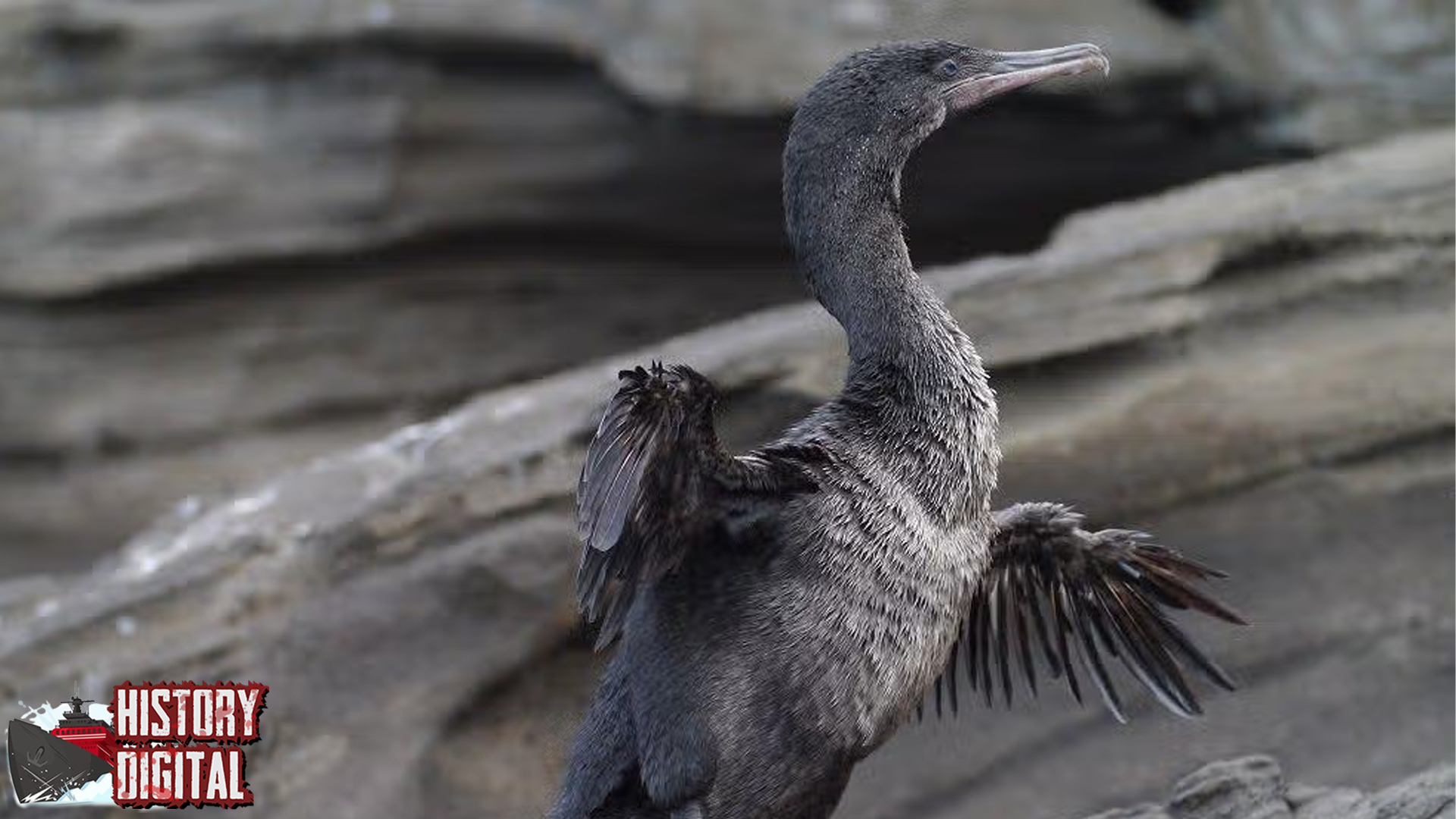 Burung Pecuk 25 Peran Penting dalam Ekosistem Hutan
