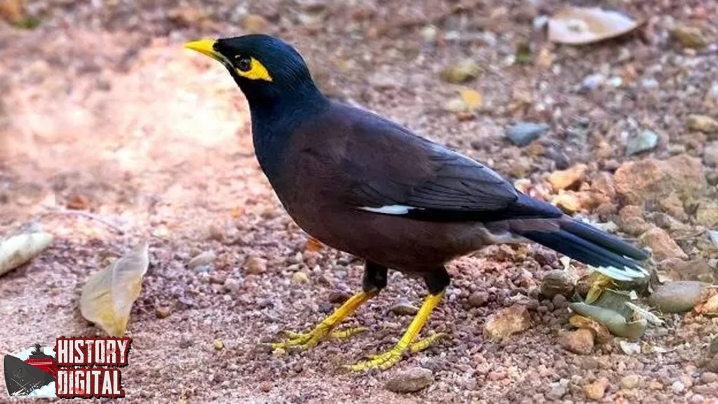 Burung Kebo Suara2 Terbang dalam Kehidupan!