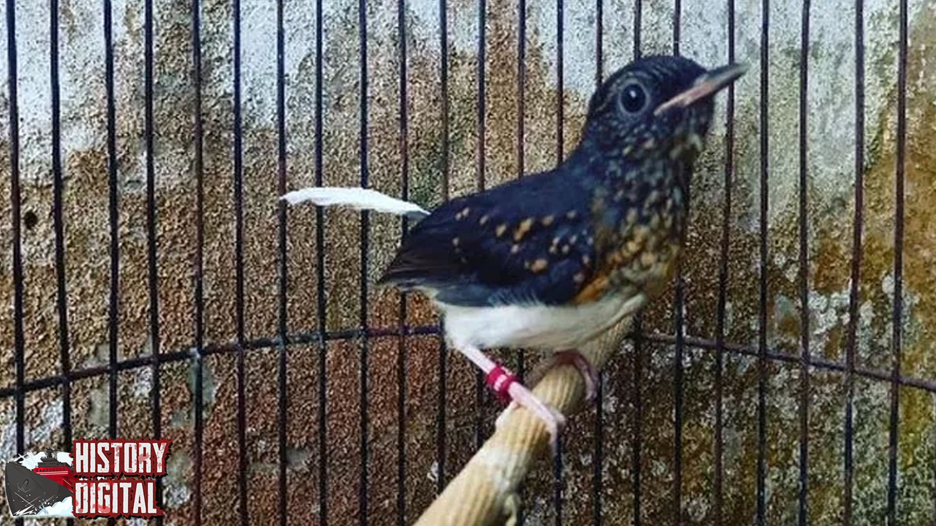 Burung Trotolan Peran Penting dalam 1 Ekosistem