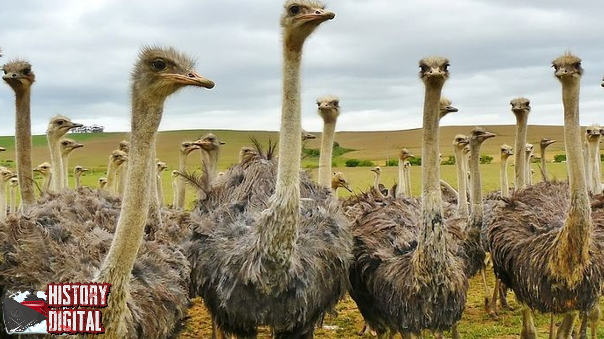 Burung Emu Langkah2 Tenang di Tanah Gurun