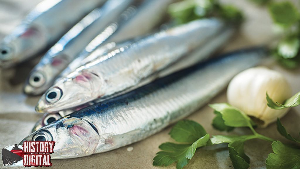 Ikan Teri 13 Primadona Mikro baru Laut Tropis