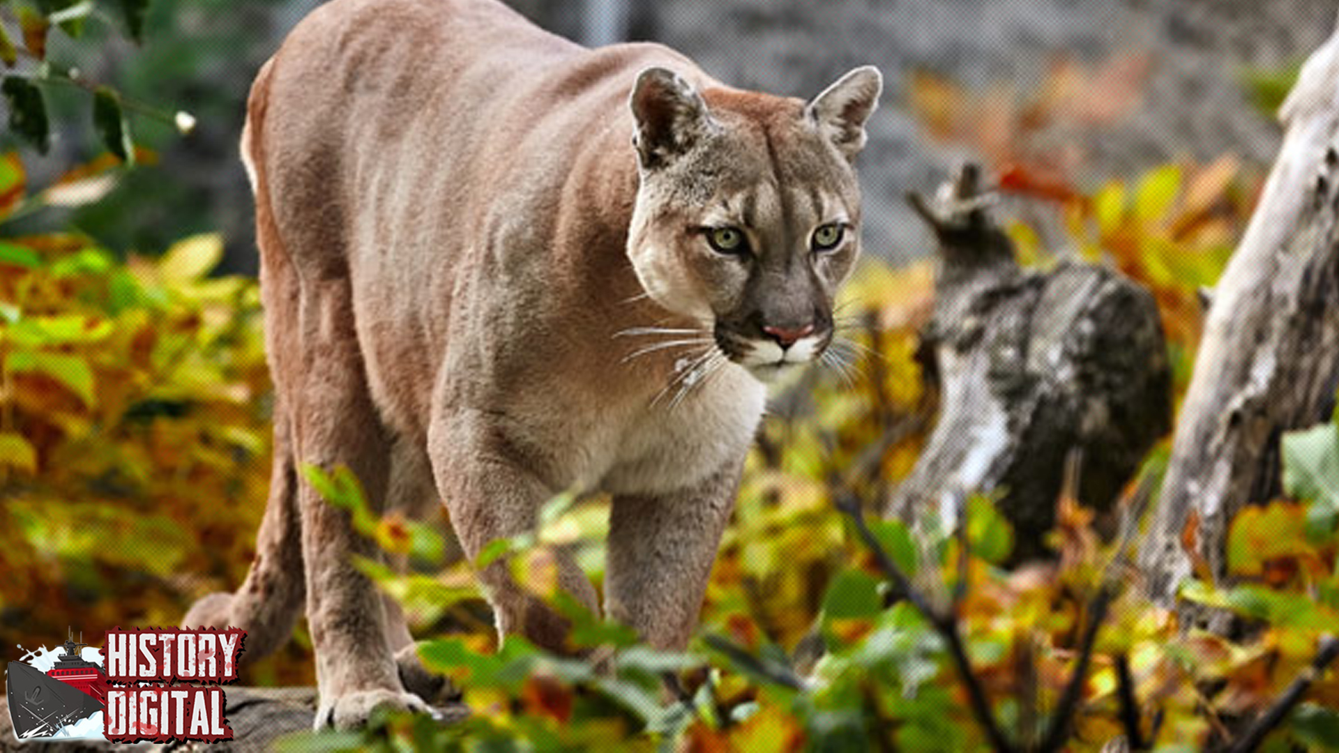 Singa Gunung Misteri 1 Predator Soliter Elegan!