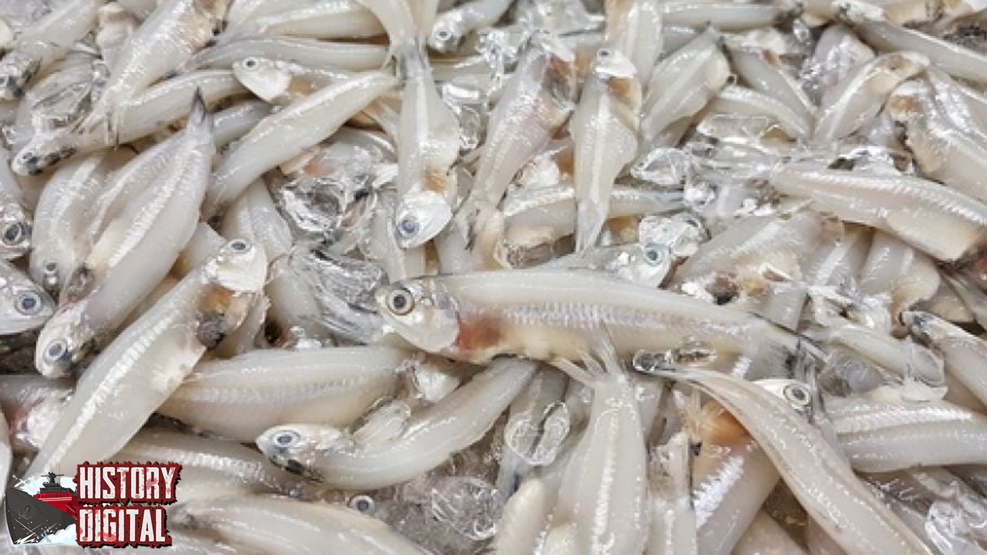 Ikan Teri 13 Primadona Mikro baru Laut Tropis